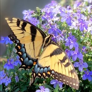 Meet your Posher, Allison